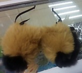 Ободок Ушки Кошки (натур. мех.) (12)