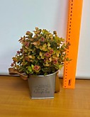 Растение декор. в ведерке OY-724 (6)